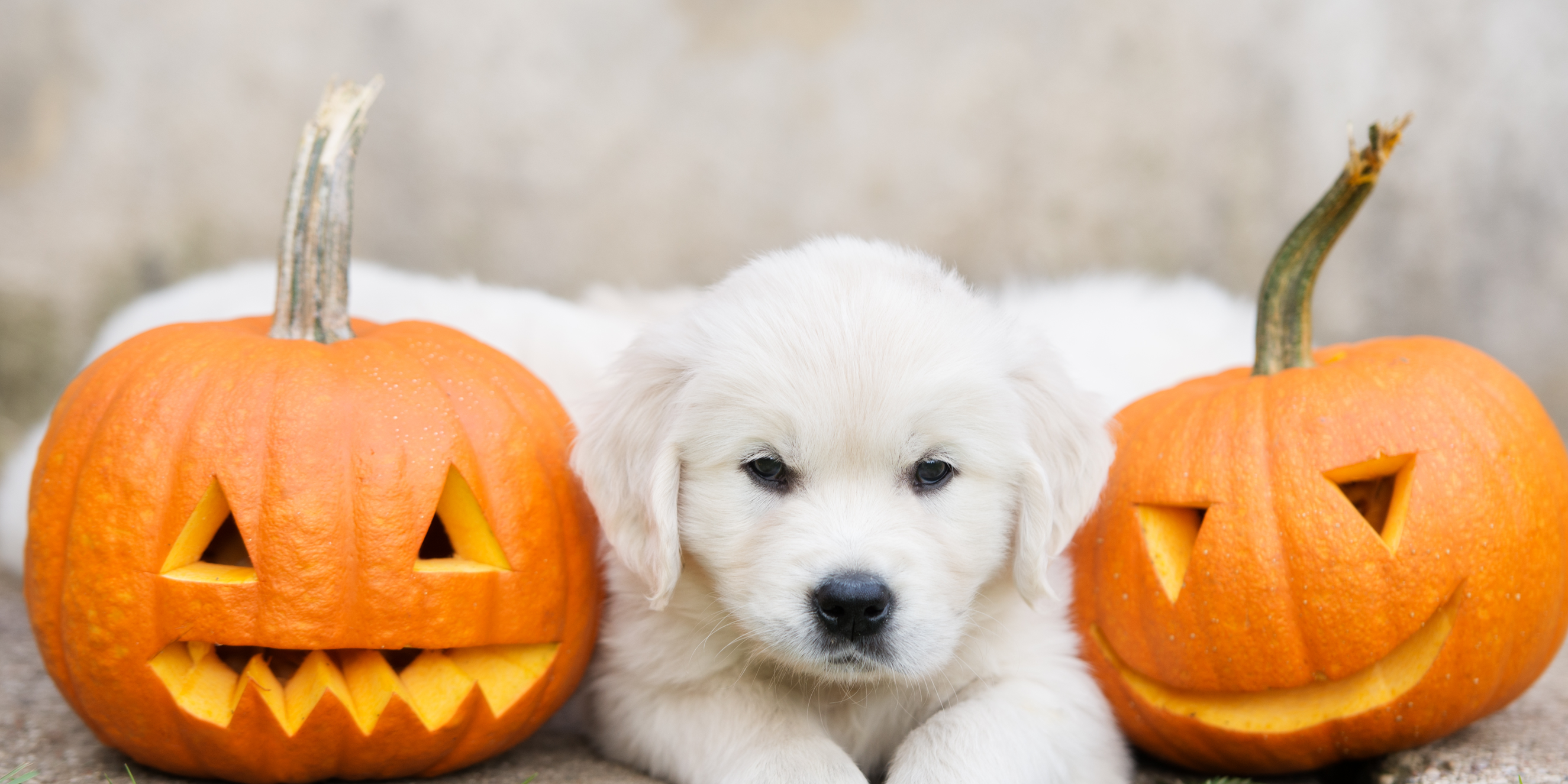 Happy puppies and kittens playing