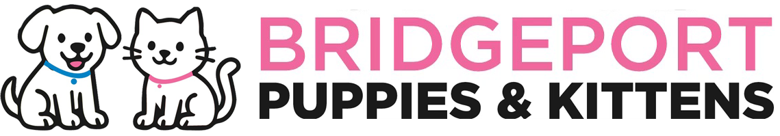 Bridgeport Puppies and Kittens